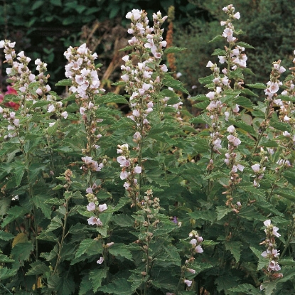 Picture of Herb Mallow Marsh (Althaea Officinalis)